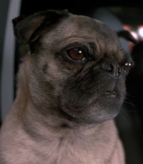 frank the pug call club kenji utsumi frank the pug call club kenji utsumi